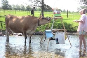 cow licking the easel!